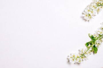 Bird cherry blossom branch on white background.