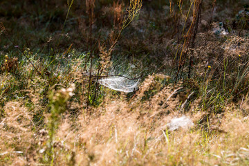 spiderwebs on a meadow