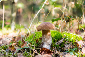 mushroom in the grass