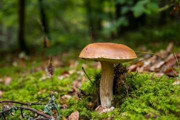 mushroom in the grass