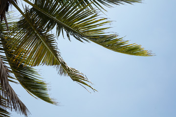 Fototapeta na wymiar Coconut Palm Tree Against Sky