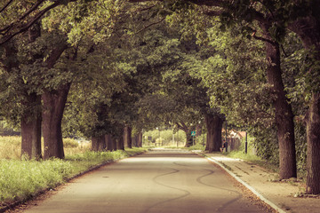 road in the forest