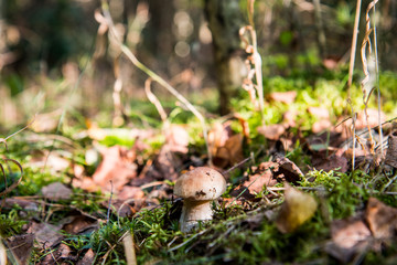 mushroom in the grass