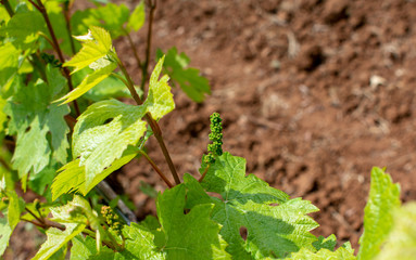 A close up view of a spring vine with tiny grapes forming against a background of tilled soil, leaves shining in the sun.
