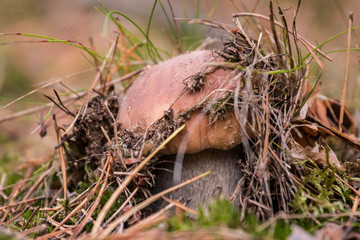mushroom in the grass
