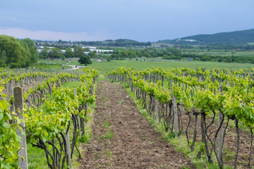Fototapeta na wymiar beautiful green landscape with vineyards