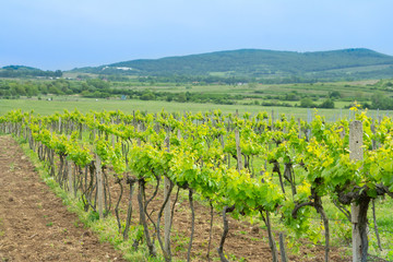 Fototapeta na wymiar green vineyards countryside on summer day