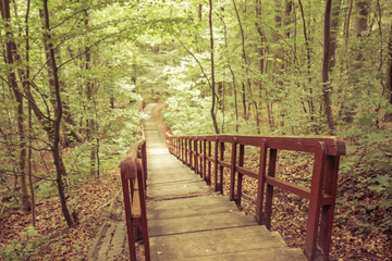 Fototapeta premium wooden stairs in the forest