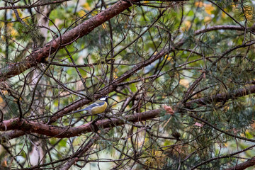 bird on branches of a tree