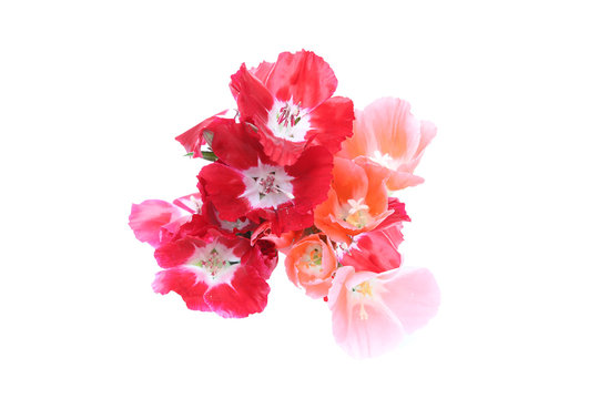 イロマツヨイグサ Stock 写真 Adobe Stock