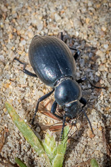 black beetle