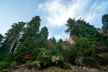 Spruce tree against the blue sky in the light of early sunset