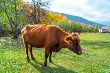 Cow in the mountains of the Caucasus. Svaneti. Georgia
