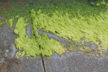 Bright green algae on the surface of concrete on the shoreline.