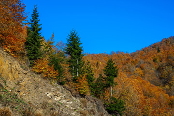 Fototapeta na wymiar colorful trees in the mountains of Svaneti in the fall. Beautiful autumn landscape.