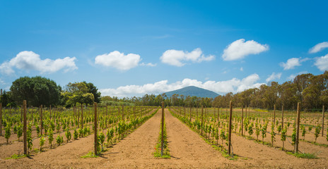 Fototapeta na wymiar vineyard in spring