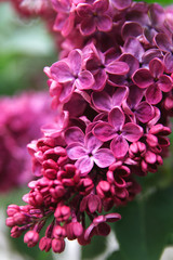 Fototapeta premium Bunch of beautiful purple/violet lilac on the bush, soft focus, close up. Summer fragrant lilac flowers