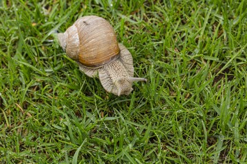 Close up view of snail on green grass isolated. Beautiful nature backgrounds.