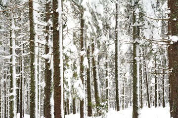 Fototapeta premium tree stems in the forest in winter