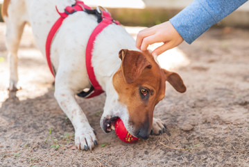 Jack Russell dog 