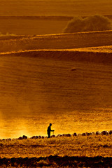 Sunset and shepherd. Sunset nature background.