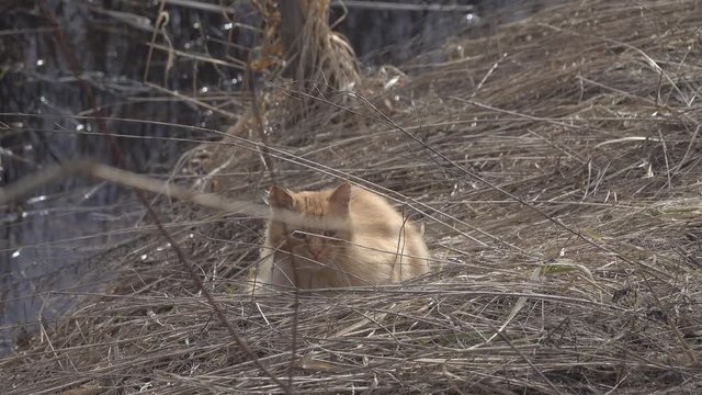 Red wild cat resting in the yellow dry grass on the shore of a swampy lake in spring time. Feral animal