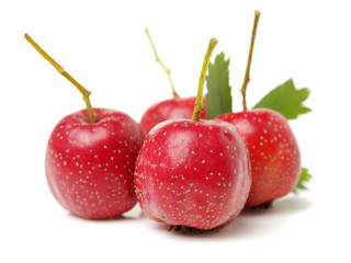 Hawthorn on white background 