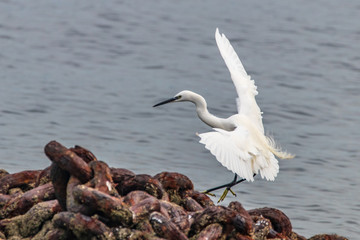 great blue heron in flight