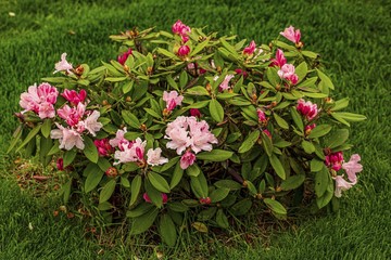 Close up view ofrhododendron flower blooming on green grass background. Beautiful backgrounds.