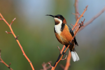 Eastern Spinebill honeyeater with copy space