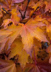Fototapeta premium Maple autumn leaf colors