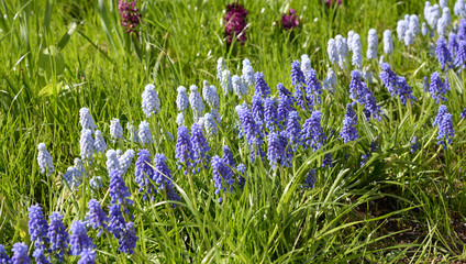 Flowerbed with grape hyacinths.