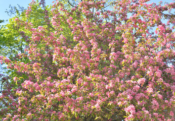 Blooming pink apple tree.