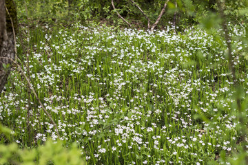 White flowers in the field - 269771740