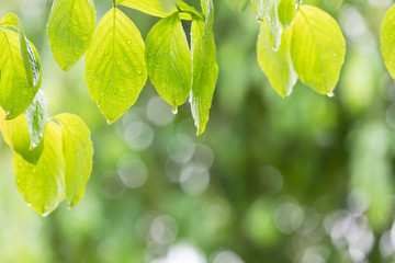 雨に濡れた木の葉　梅雨イメージ