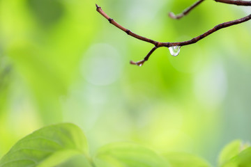 雨に濡れた木の葉　梅雨イメージ