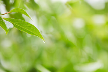 雨に濡れた木の葉　梅雨イメージ