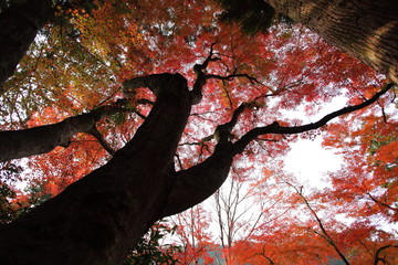 香嵐渓の紅葉
