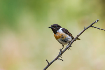 Cute little bird Stonechat. Green Nature background. Bird: European Stonechat. Saxicola rubicola. 