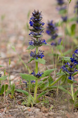 Ajuga  (Ajuga genevensis).