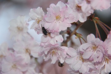 Bee Festival 