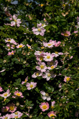 wild rose (Rosa Canina) bush.