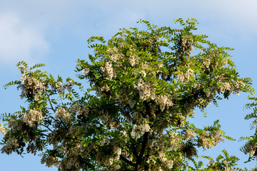 The black locust (Robinia pseudoacacia)
