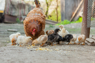 Close up yellow chicks on the floor , Beautiful yellow little chickens, Group of yellow chicks