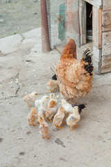 Close up yellow chicks on the floor , Beautiful yellow little chickens, Group of yellow chicks
