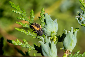 Harlekin ladybug (Harmonia axyridis) larva