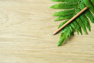Wooden pencil and big fern leaf on wood background: concept of Nature design