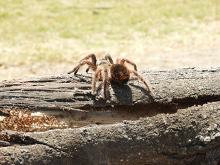 Tarantula