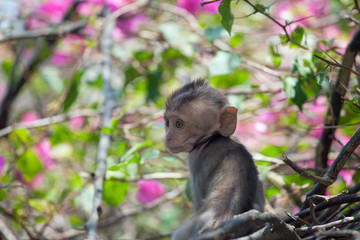 可愛いサル　
