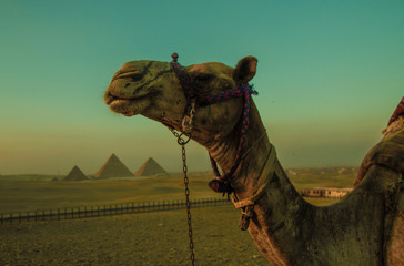 camel in desert